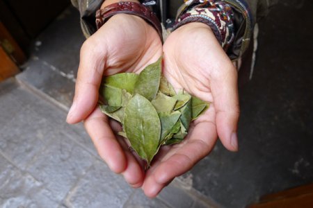 tmp_20305-coca-leaves-265486841.jpg