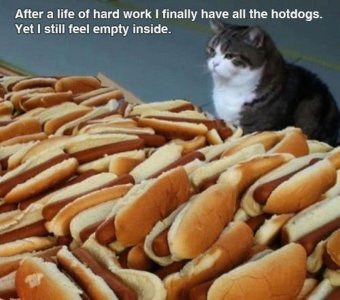 allthehotdogs.jpg