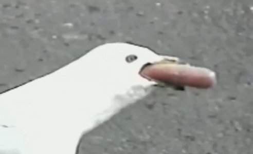 FLpWUCIXIAskT63.jpg