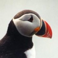 Puffin