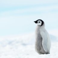 penguin5564