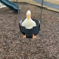 DuckOnCat