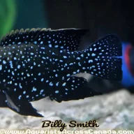 billykrystal7