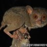 Tarsier