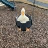 DuckOnCat
