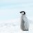 penguin5564