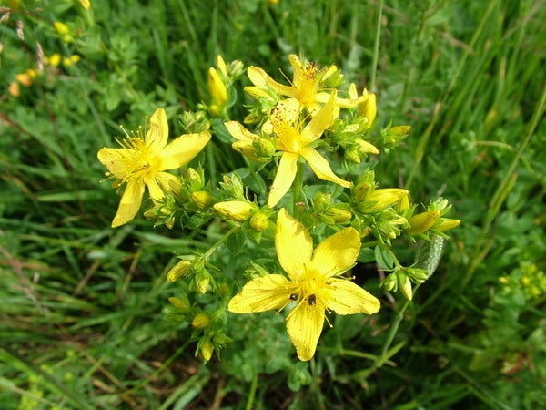 st-johns-wort-300x225.jpg