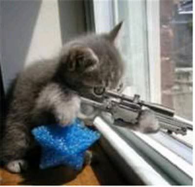 cat-with-gun.jpg