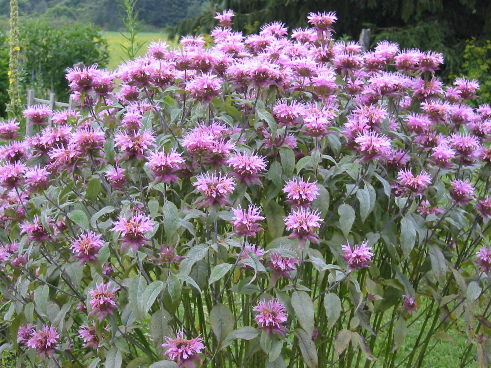 bee_balm-300x225.jpg